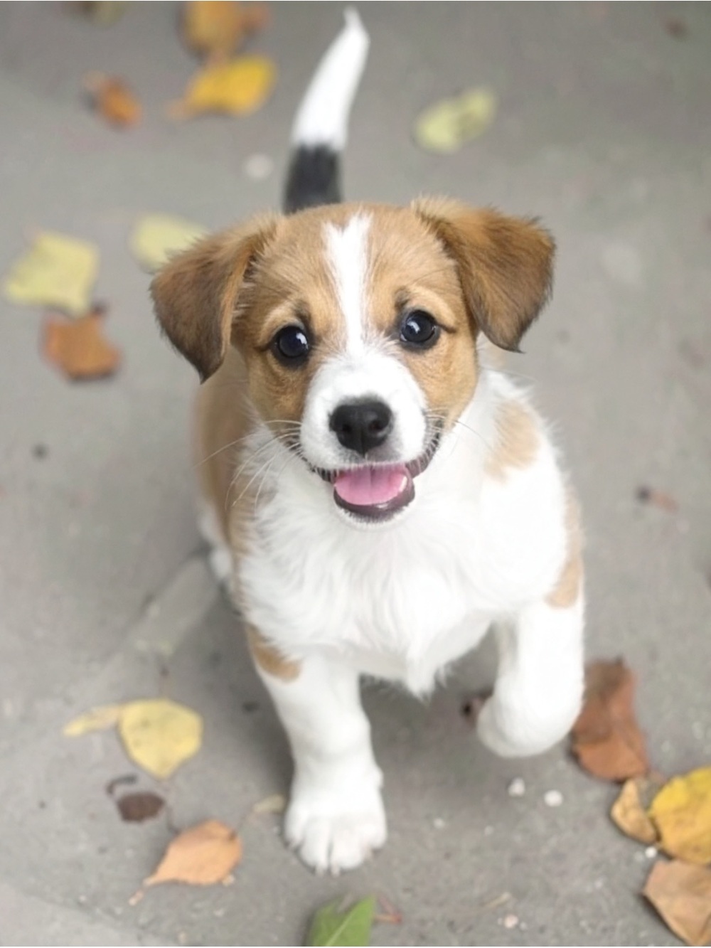 Charming White and Brown Puppy Pet Photography Print